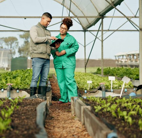 Farmer, woman and tablet in greenhouse or agriculture gardening for land growth, compost or busines.